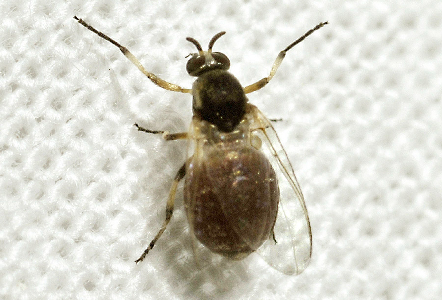 Simuliidae, femmina